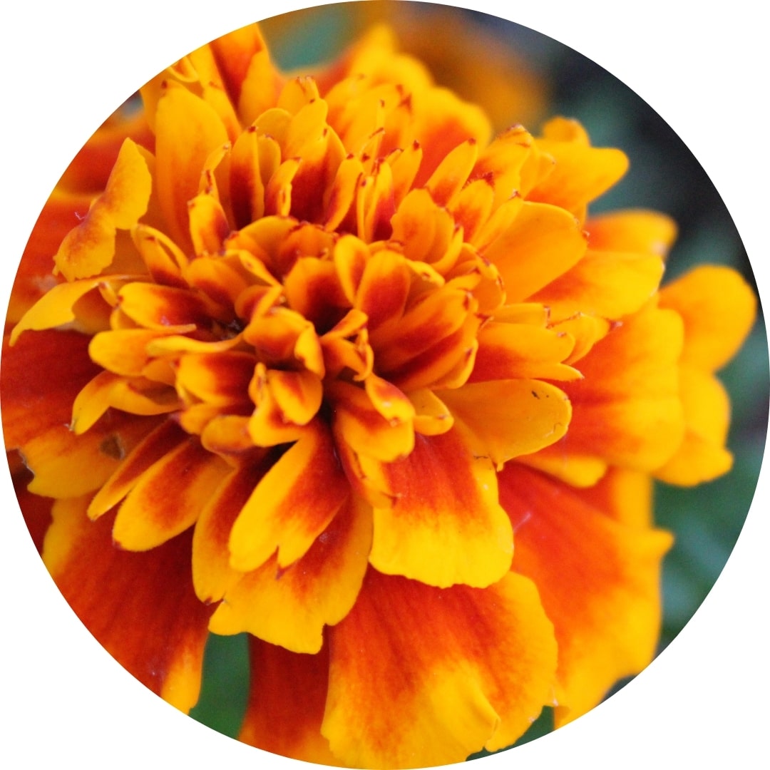 Lutein (Bunga Marigold)